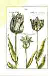 Tulipa XVII  (LM)