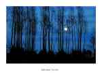 Moonlight