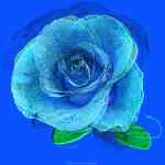 Blue Rose