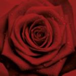 Red Rose