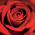 Red Rose