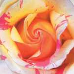 White and Purple Rose