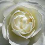 White Rose