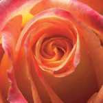 Orange Rose