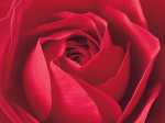 LImportant cest la Rose
