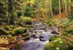Forest Stream