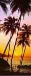 Sunny Palms