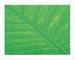 Verdant Form III