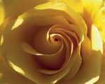 Yellow Rose