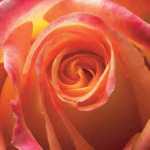 Orange Rose