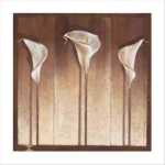 Three Calla Lilies