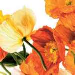 Poppies III