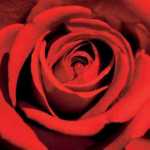 Red Rose