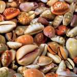 Coquillages