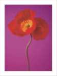 Red Poppy