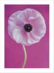 White Poppy