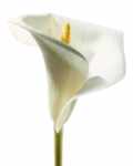 Lily in Bloom 1