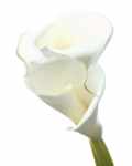 Lily in Bloom 2