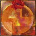 Red Poppy