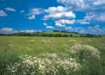 Fields