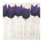 Tulipa Group 4