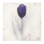 Tulip Series 21