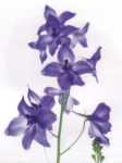 Delphinium
