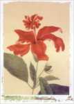 Red Hibiscus