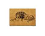 A Lion Lying Down