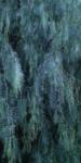 Willow Leaves