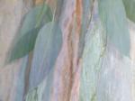 Eucalyptus
