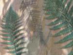 Fern and Eucalyptus