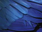 Feathers
