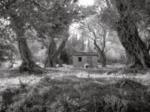 The Woods