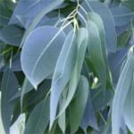 Eucalyptus Leaves