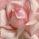 Pink Rose