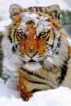 SIBERIAN SNOW  (175)