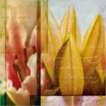 Lily Composite II