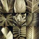 Tropical Leaves II