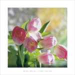 Pink Tulips
