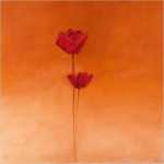 Poppy Elegance II