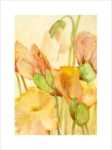 Five Poppies