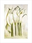 White Callas