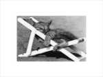 Cat Nap