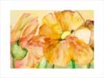 Irish Poppies