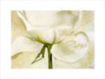 White Roses II