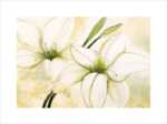 White Lilies