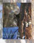 Wild Eyes