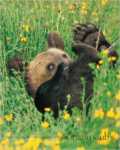 Grizzly Bear Cub