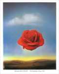 The meditative Rose